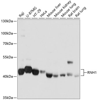 RNH1 Polyclonal Antibody (E-AB-63774)