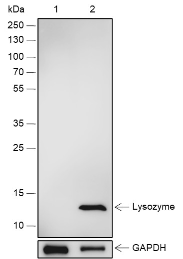 Recombinant Lysozyme Monoclonal Antibody (AN301868L)