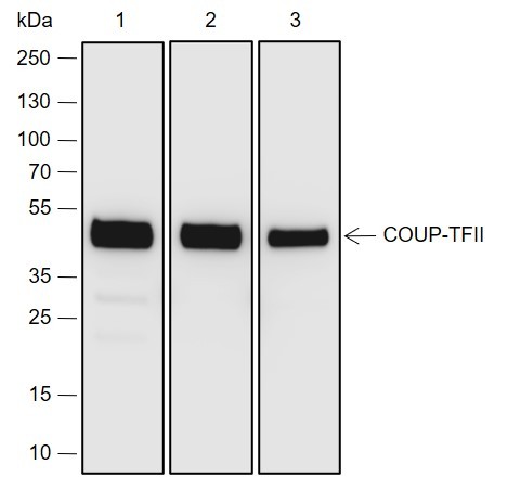 Recombinant COUP-TFII Monoclonal Antibody (AN301980L)
