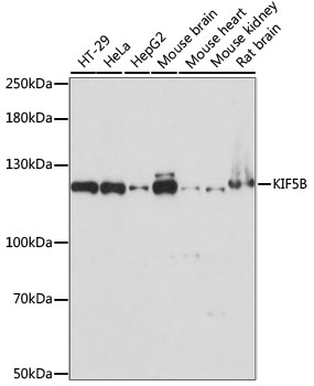 KIF5B Polyclonal Antibody (E-AB-65249)