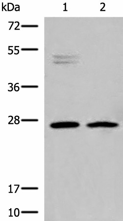 HLA-DMB Polyclonal Antibody (E-AB-52583)