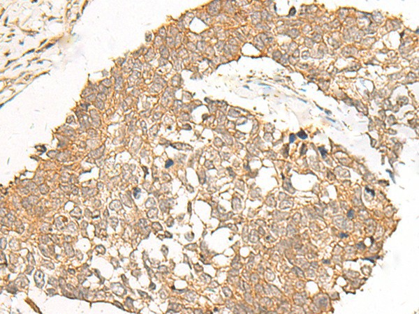 POLR2L Polyclonal Antibody (E-AB-19932)