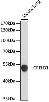 CRELD1 Polyclonal Antibody (E-AB-65223)