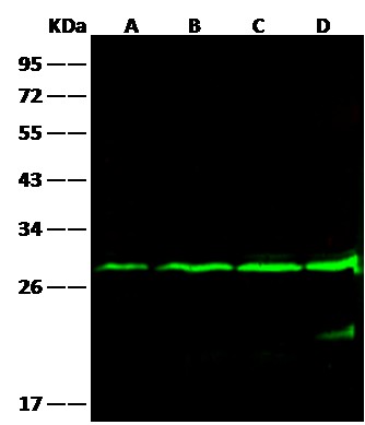 BCL2/Bcl-2 Monoclonal Antibody (AN200169P)