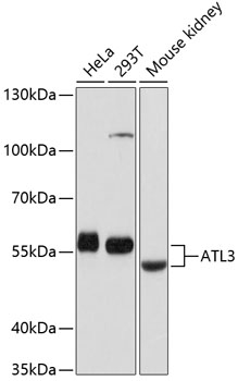 ATL3 Polyclonal Antibody (E-AB-63657)