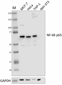 Purified anti-NF-κB p65 Antibody (611351)