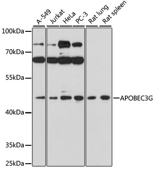 APOBEC3G Polyclonal Antibody (E-AB-93116)