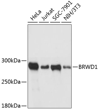 BRWD1 Polyclonal Antibody (E-AB-64293)