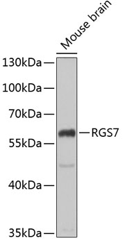 RGS7 Polyclonal Antibody (E-AB-61321)