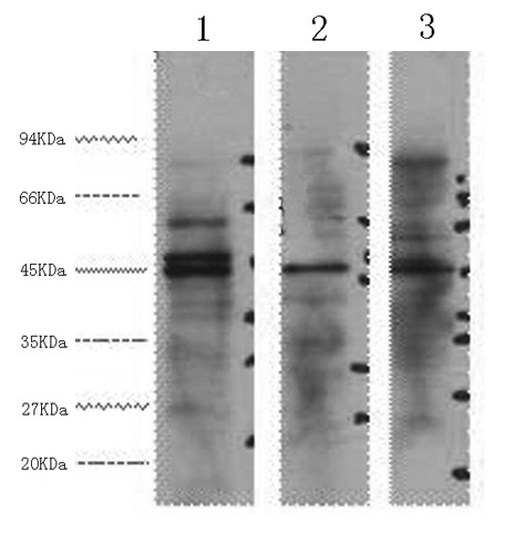 ENO2 Monoclonal Antibody (E-AB-22029)