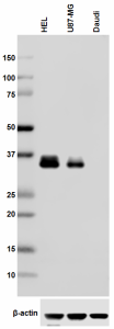 Purified anti-LAT Antibody (623901)