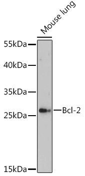 Bcl-2 Polyclonal Antibody (E-AB-93166)