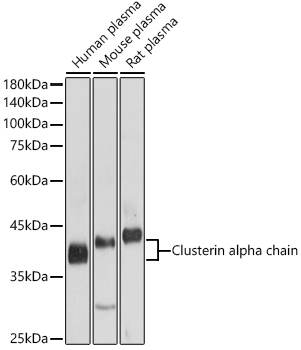 Clusterin alpha chain Polyclonal Antibody (E-AB-90529)