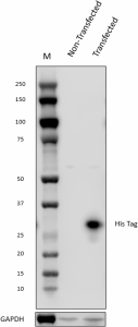 HRP anti-His Tag Antibody (652503)