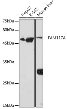 FAM117A Polyclonal Antibody (E-AB-92171)