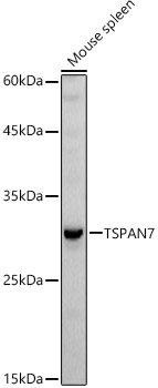 TSPAN7 Polyclonal Antibody (E-AB-92721)