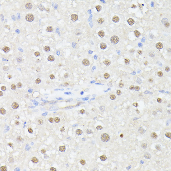 MLF2 Polyclonal Antibody (E-AB-66680)