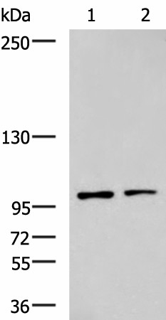 GLI1 Polyclonal Antibody (E-AB-19459)