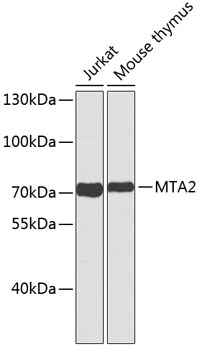 (KO Validated) MTA2 Polyclonal Antibody (E-AB-67426)