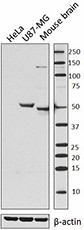 Purified anti-GFAP Antibody (644701)