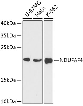 NDUFAF4 Polyclonal Antibody (E-AB-64984)