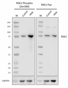 Purified anti-RSK1 Phospho (Ser380) Antibody (692151)