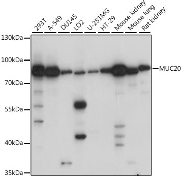 MUC20 Polyclonal Antibody (E-AB-91380)