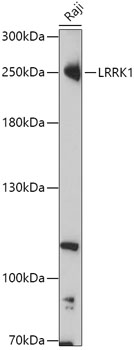 LRRK1 Polyclonal Antibody (E-AB-91902)