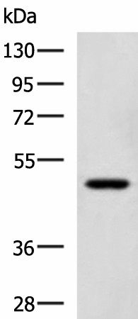 SNIP1 Polyclonal Antibody (E-AB-19270)