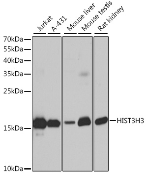 Histone H3 Polyclonal Antibody (E-AB-67434)