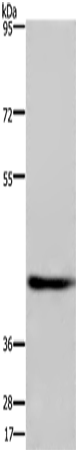 DRG1 Polyclonal Antibody (E-AB-14961)
