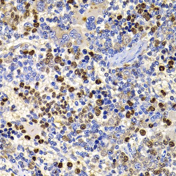 UBASH3B Polyclonal Antibody (E-AB-61553)
