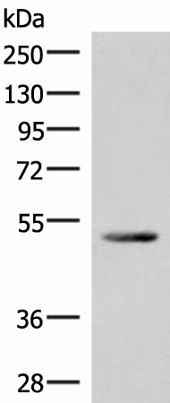 IRX4 Polyclonal Antibody (E-AB-18131)