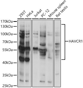 HAVCR1 Polyclonal Antibody (E-AB-93375)