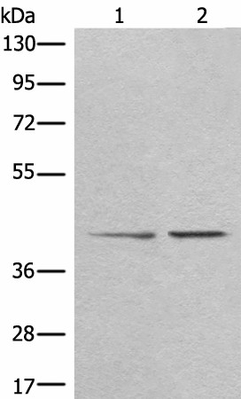 TMEM248 Polyclonal Antibody (E-AB-52601)