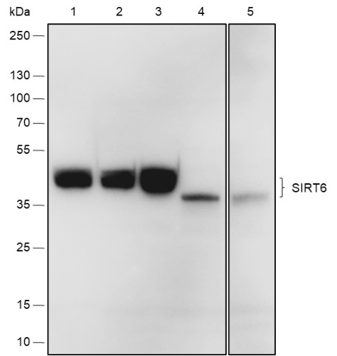 Recombinant SIRT6 Monoclonal Antibody (AN301835L)
