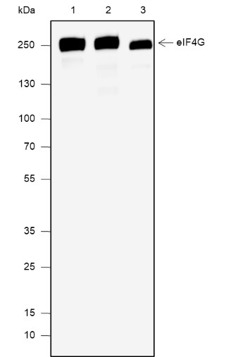 Recombinant eIF4G1 Monoclonal Antibody (AN301953L)