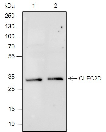 Recombinant CLEC2D Monoclonal Antibody (AN301970L)