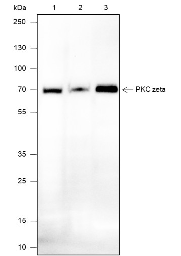 Recombinant PKC zeta Monoclonal Antibody (AN301942L)