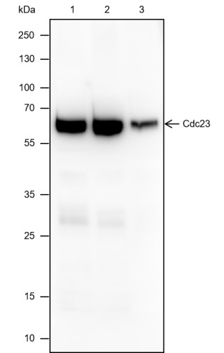 Recombinant Cdc23 Monoclonal Antibody (AN301810L)