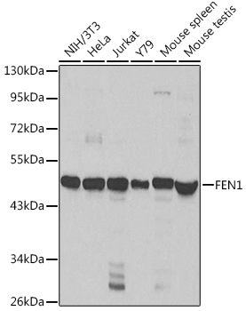 FEN1 Polyclonal Antibody (E-AB-60232)
