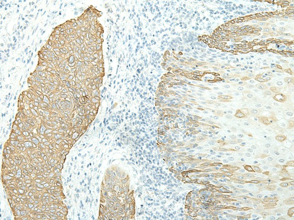 ETAA1 Polyclonal Antibody (E-AB-19823)