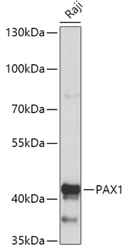 PAX1 Polyclonal Antibody (E-AB-91802)