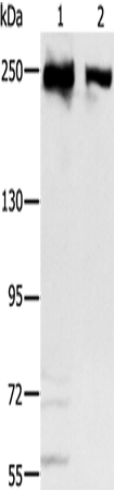 MCM3AP Polyclonal Antibody (E-AB-15058)