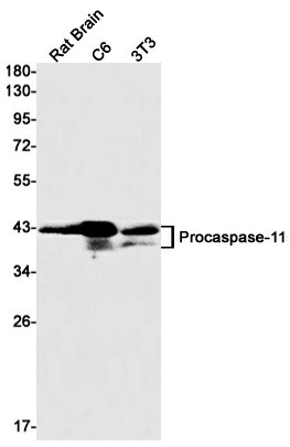 Recombinant Caspase 11 Monoclonal Antibody (E-AB-81461)