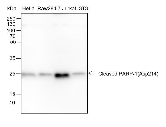 Recombinant Cleaved PARP1 p25 Monoclonal Antibody (AN301494L)