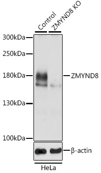 (KO Validated) ZMYND8 Polyclonal Antibody (E-AB-92440)