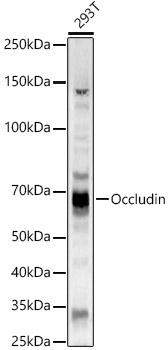 Occludin Polyclonal Antibody (E-AB-68357)