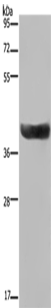 HSD17B2 Polyclonal Antibody (E-AB-11304)