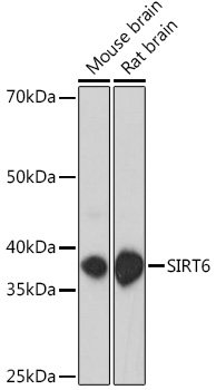 SIRT6 Polyclonal Antibody (E-AB-67360)